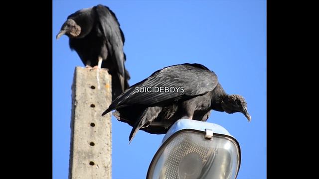 (FREE) $UICIDEBOY$ TYPE BEAT- ,,CROWS" смотреть онлайн