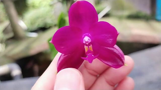 Phalaenopsis Yaphon Super Jaguar x Yin's Pure Love Isle смотреть онлайн