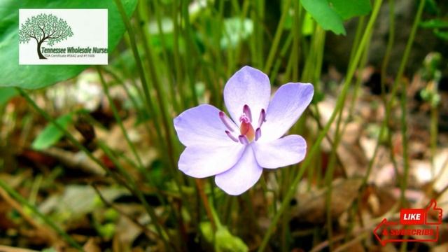 Jeffersonia Twin Leaf Plant is a Rare Perennial смотреть онлайн