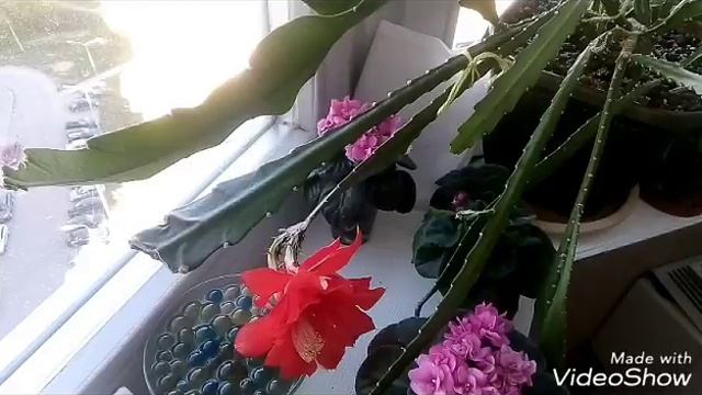 ЭПИФИЛЛУМ УХОД . Хотите цветов - ухаживайте по схеме!/ Цветение продолжается!!! смотреть онлайн