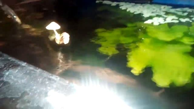 На коряге вырос гриб )) смотреть онлайн