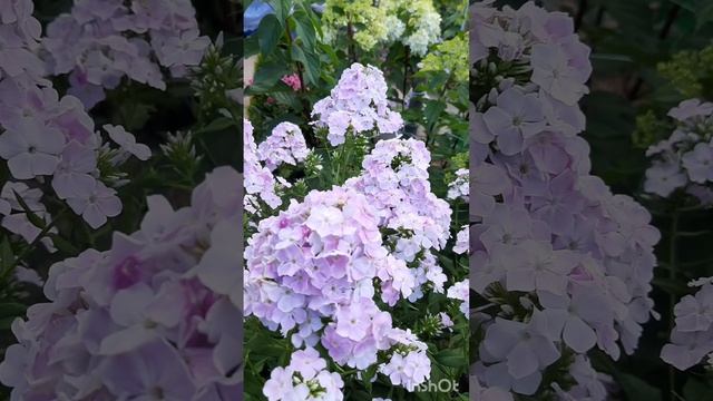 Флокс- супер красавчик Кул Вотер смотреть онлайн