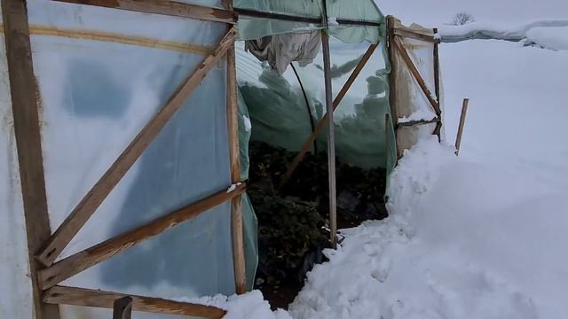 Почему теплицы не выдержали снеговую нагрузку или какие риски бывают в тепличном бизнесе ? смотреть онлайн