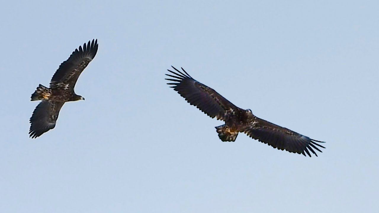 Орланы-Белохвосты, Брачные игры / White-tailed Eagles, breeding season. смотреть онлайн
