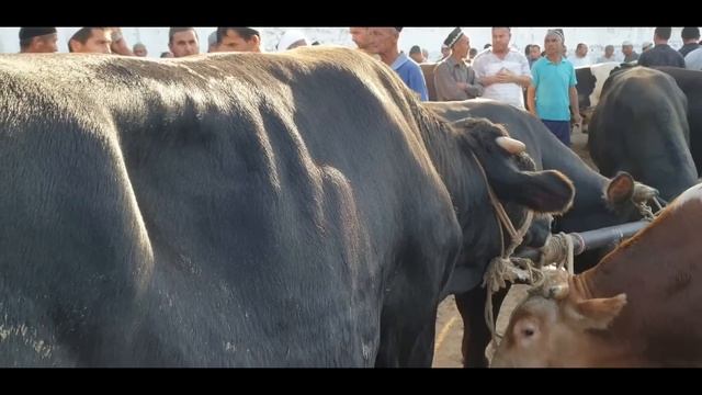 Namangan Viloyati Kosonsoy Tergachi Chorva Bozori.