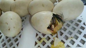 кто в яйце? / вылупление птенца мускусной утки в инкубаторе