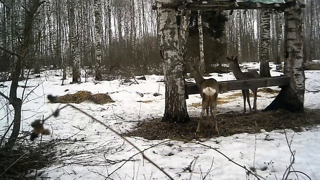 КОСУЛИ В ДИКОЙ ПРИРОДЕ . смотреть онлайн