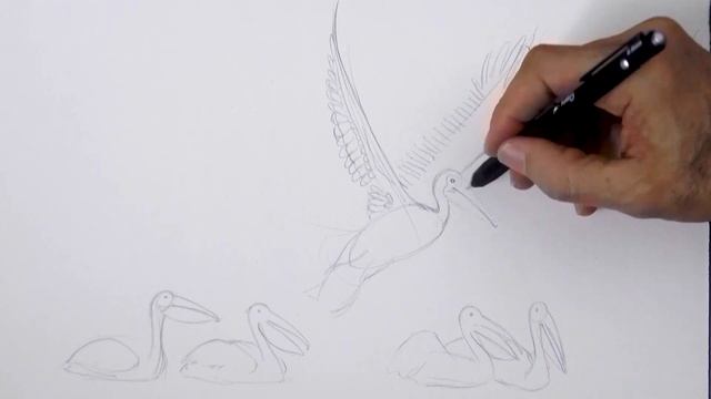 HOW TO DRAW PELICANS - And a true pelican anecdote смотреть онлайн