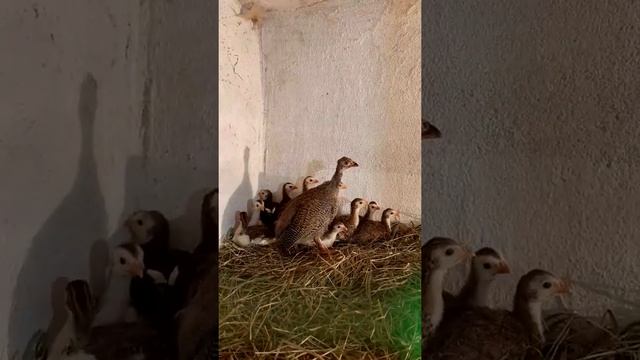 цесарка// птица_2021 #shorts смотреть онлайн