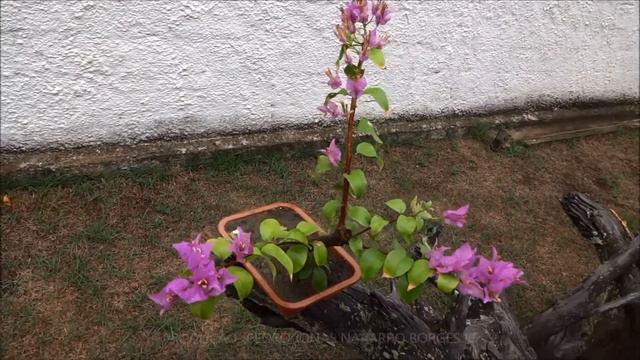 PRÉ BONSAI BUGANVILIA-HD смотреть онлайн