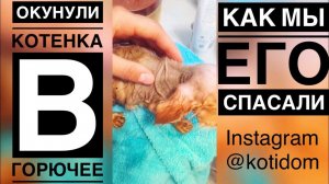 Котёнка окунули в горючее Как мы его спасали
