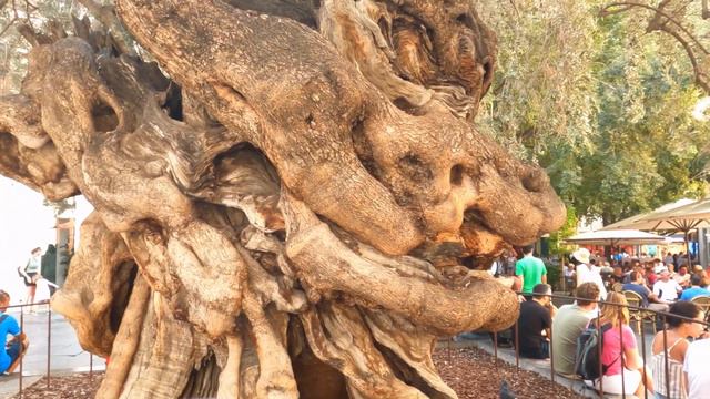 ПАЛЬМА ДЕ МАЙОРКА |ЧТО НУЖНО ЗНАТЬ? КУДА ПОЙТИ?СКОЛЬКО СТОИТ И СТОИТ ЛИ?#travel #palma