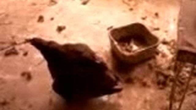 беркут,сорока,ротвейлер,кросман 1377.mp4 смотреть онлайн