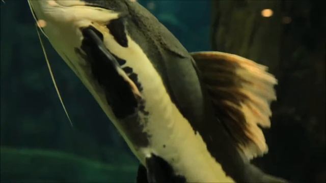 Интересные факты - Сом смотреть онлайн