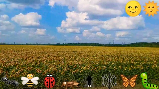 Летом лето солнце море год за годом, отдых красивое поля подсолнухов вдоль дороги ! смотреть онлайн