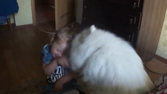 Собака целовака смотреть онлайн