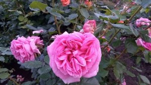 Pompadour Delbard Франция, 2014 Флорибунда (Floribundа) цветение 30 мая 2023 г.