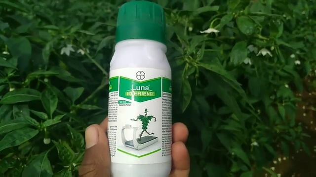 BAYER LUNA EXPERIENCE || Systemic Fungicide ||
