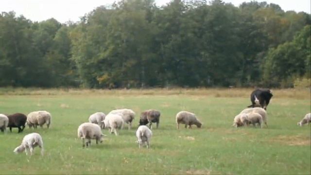 Про овец и курдючного барана 2 серия. Сельский час в жизни села смотреть онлайн
