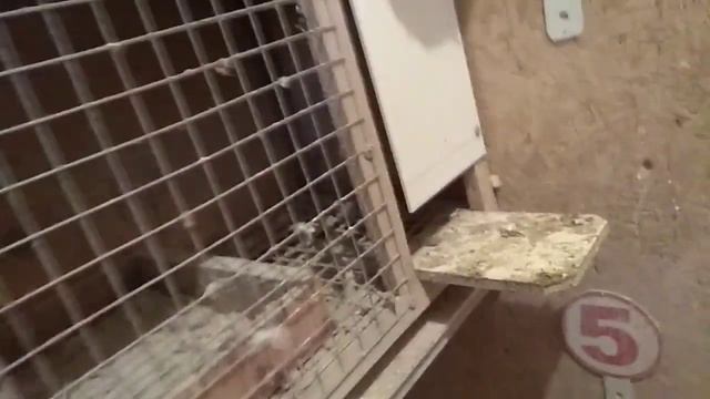 Пермские гривуны голуби смотреть онлайн