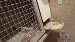 Пермские гривуны голуби