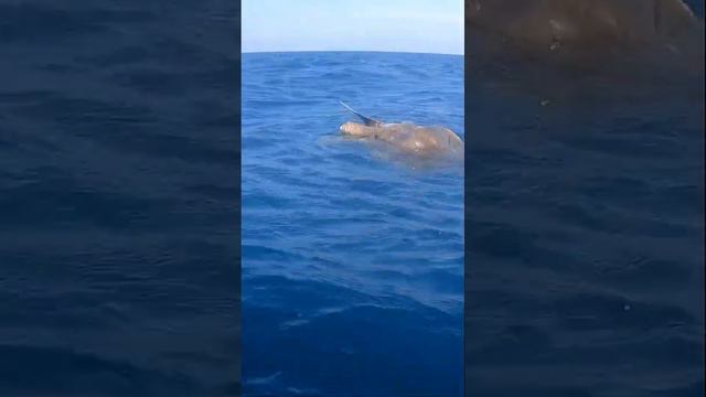 красивая жизнь океана beautiful ocean life #океан #шриланка смотреть онлайн