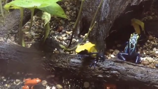 ТОП10 ОПАСНЫХ и ЯДОВИТЫХ ЖИВОТНЫХ ЛЯГУШКИ ДРЕВОЛАЗЫ смотреть онлайн