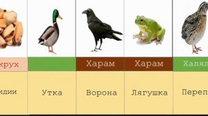 Какие животные харам и халяль в исламе