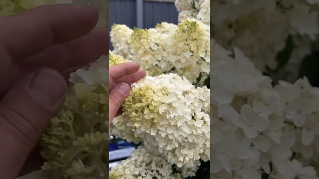 Гортензия метельчатая Сильвер Доллар с90л от ПИТОМНИК-ГОРТЕНЗИЙ.РФ ☎️8-926-645-46-99 смотреть онлайн