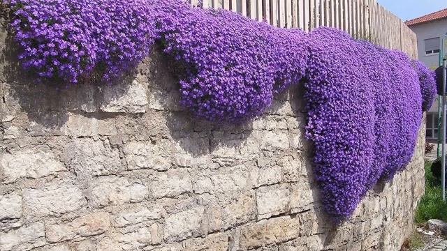 Цветок Обриета — выращивание в открытом грунте