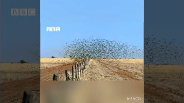 Vekh asmaana te udd de panchi | Baba Bulleh shah Sufi смотреть онлайн