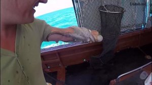 Как мы поймали 500 кг осьминога в средиземном море?