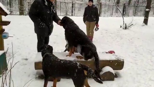 Ротвейлер Тася )))) туса собак в парке и пытаемся выполнять команды смотреть онлайн