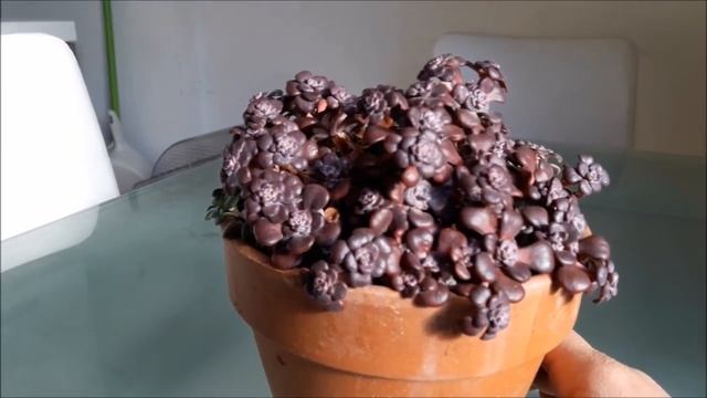 Suculentas - Sedum Spathulifolium Purpureum E Sua Cor Invernal!