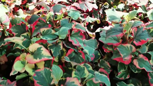 Houttuynia cordata 'Chameleon' смотреть онлайн