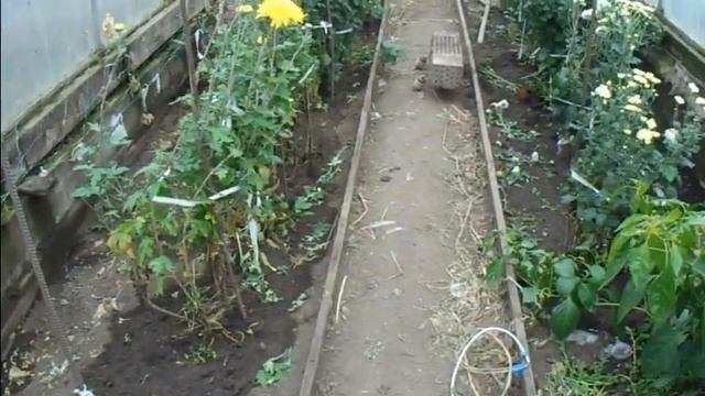 Мои хризантемы смотреть онлайн