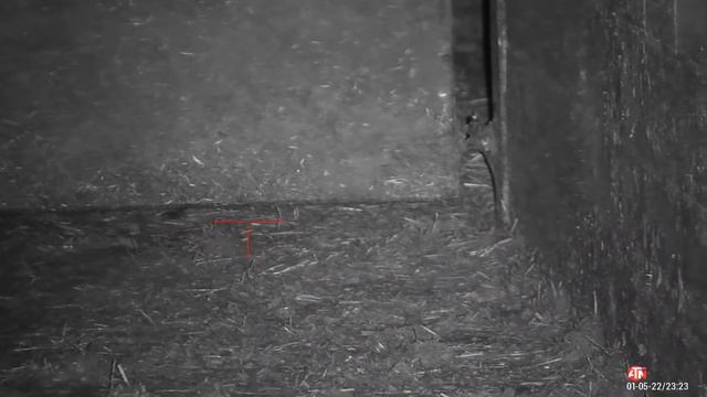 Farmyard Ratting 2022 Part4
