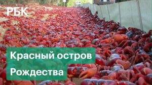 «Эпичная» миграция крабов на австралийском острове Рождества. Самцы возвращаются в джунгли