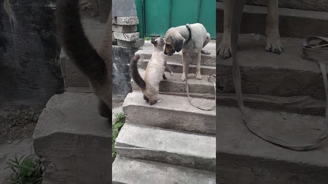 Кошка не признала своего друга после стрижки 20 мая 2020 г.