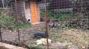 Новоселье в домике и вольере для кроликов на свободном выгуле. Веселые кролики. Дачная Жизнь ТВ.