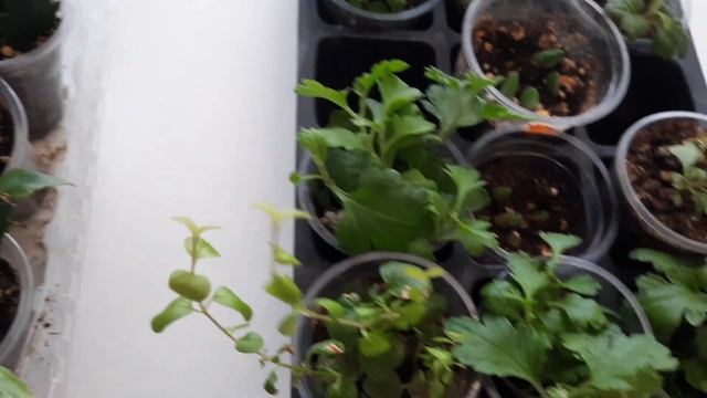 остатки сладки.кое что еще можно заказать... смотреть онлайн