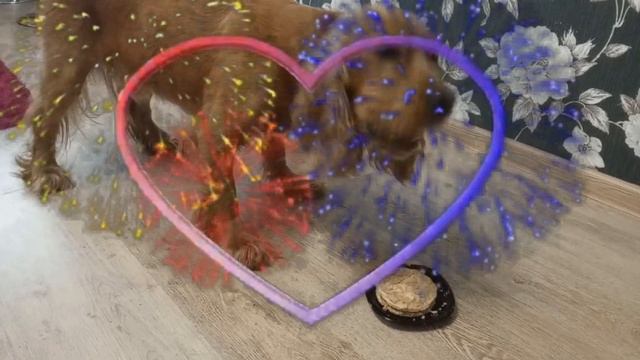 Английский кокер спаниель Лаки 3 года Подарок на день рождения смотреть онлайн