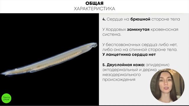 БИОЛОГИЯ ЕГЭ - Характеристика Хордовых смотреть онлайн