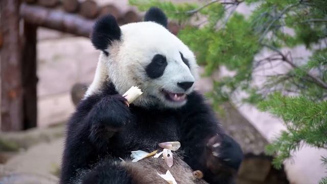 Звуки Панды / Голос панды, крик панды смотреть онлайн