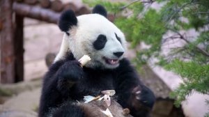 Звуки Панды /  Голос панды, крик панды