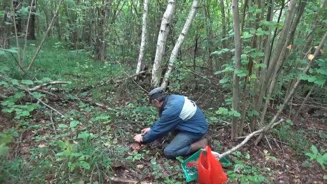 Белые грибы в лесу - лесное счастье. смотреть онлайн