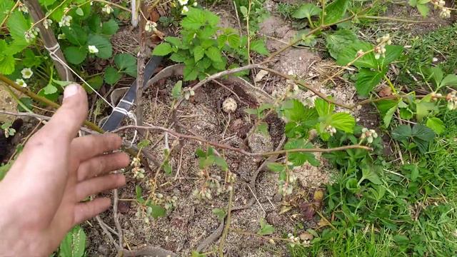 ГОЛУБИКА . СРОЧНО К ПРОСМОТРУ !!! смотреть онлайн