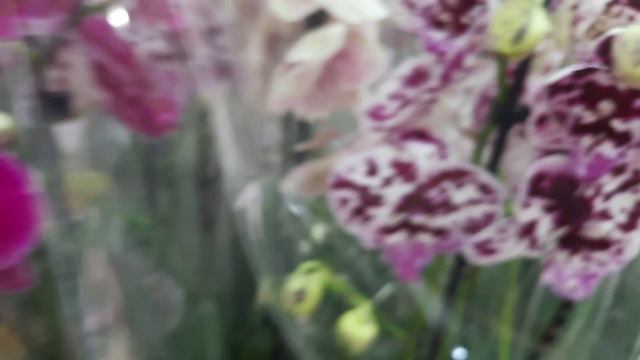 ОРХИДЕИ ПИНИФ НА АТАРБЕКОВА //06.06. 24// смотреть онлайн