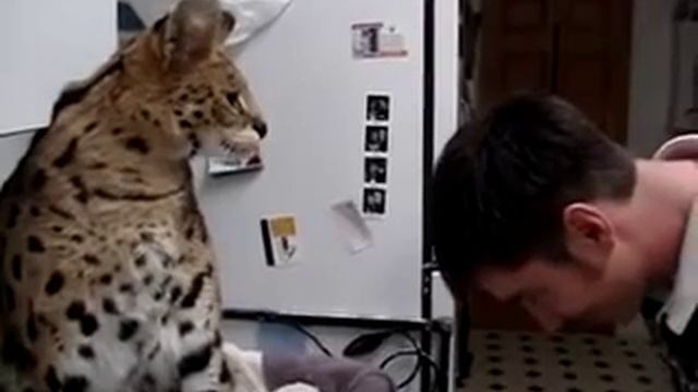 саванна кот атакует - savannah cat attack смотреть онлайн