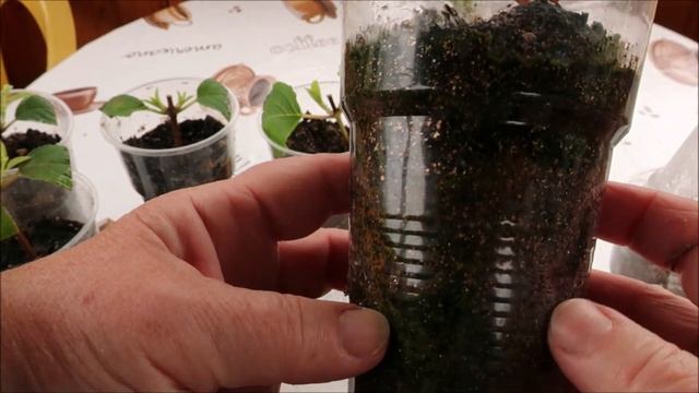 ЧЕРЕНКИ ГОРТЕНЗИИ, РОЗЫ И ДЁРЕНА. КАК ОНИ ВЫГЛЯДЯТ НА СЕНТЯБРЬ МЕСЯЦ И СТОИТ ЛИ ЧЕРЕНКОВАТЬ В ИЮЛЕ смотреть онлайн